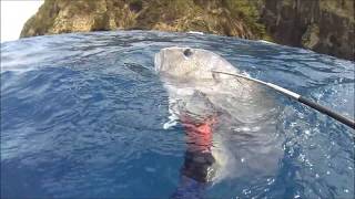 Spearfishing Giant Trevally ３０キロ ロウニンアジGT（手銛 素潜り） [upl. by Ijuy]