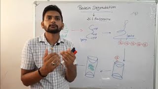 Protein Degradation ProteasomeCSIR NET in Hindi [upl. by Berard]