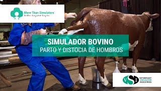 Simulador bovino para parto y distocia de hombros [upl. by Rashidi]