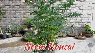 Neem bonsai making  bakain bonsai [upl. by Anilah]