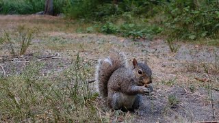 Ecureuil gris qui mange une noisette et me demande den donner plus [upl. by Eiramanel]