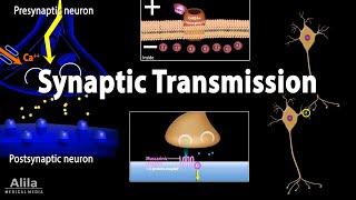 Neuroscience basics Synaptic transmission  Chemical synapse Animation [upl. by Nnave515]