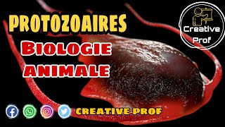 Biologie Animale  les protozoaires 1 darija [upl. by Grethel]