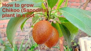 How to grow Sapodilla Chikoo plant in a pot  Protect Sapota plant from Leaf Webber insect [upl. by Zenitram]