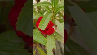 Impatiens balsamina plant red gardenflowers gardening garden nature [upl. by Reidar81]