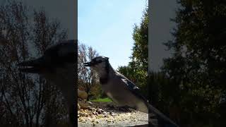 Blue jay says hello and grabs a peanut to go [upl. by Novihc]