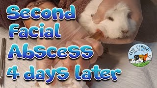 Guinea pig second facial abscess and what we can do to help her in lockdown [upl. by Akienom800]