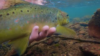 High Country Trout Fishing in Licola Wellington River Day 1 [upl. by Fey727]