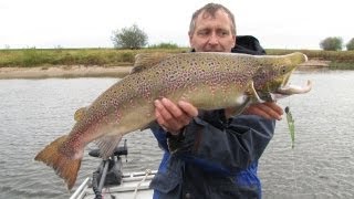 Lachs beim Zanderangeln auf der Elbe vom Boot [upl. by Ahsinek]