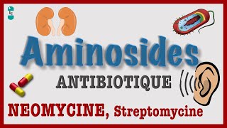 Les Aminosides  TOUT Savoir  Antibiotique Pharmacologie NEOMYCINE Streptomycine TOXICITE [upl. by Groome270]