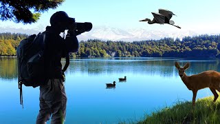 Ma Première Expérience en Photo Ornithologique POV [upl. by Arret158]