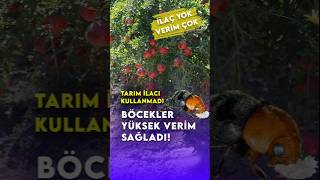 Böcekler sayesinde yüksek verim aldı doğa tarımhaber [upl. by Candy]