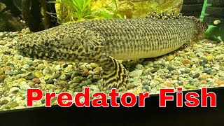 Everything You Need To Know About Bichir Care [upl. by Nomaid668]