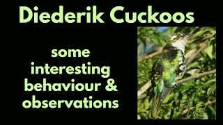 DIEDERIK CUCKOO video  facts and some of my personal observations [upl. by Guenevere]