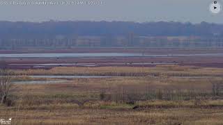 Goose Pond Fish amp Wildlife Area Visitors Center Camera [upl. by Dellora]