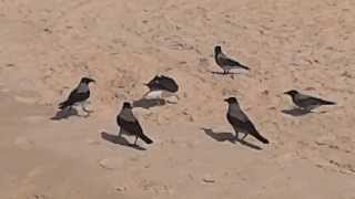 Six crows harassing a seagull on the beach [upl. by Kaila]