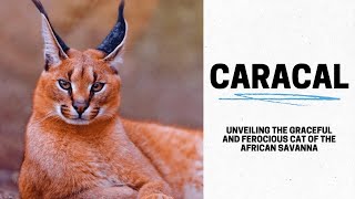 The Caracal Unveiling the Graceful and Ferocious Cat of the African Savanna [upl. by Eenehs703]