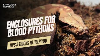 Tips for Keeping Blood Pythons in Enclosures [upl. by Nakada95]