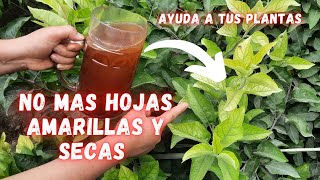 Revive Plantas Enfermas  No mas plantas Con Hojas Amarillas y Secas  Fertilizante Organico  abono [upl. by Cook]