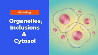 Histology 1 Cytoplasmic Organelles Inclusions and Cytosol [upl. by Casilda]