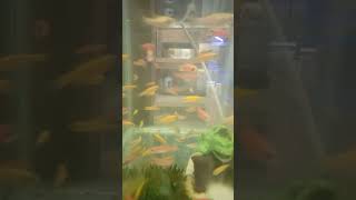 New Zebra fish tank videozebrafish aquariumfish subscribe [upl. by Kumar]