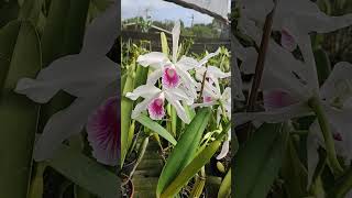 Laelia purpurata carnea [upl. by Nawyt742]