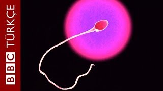 Sperm sayısı ve kalitesini artırmak için neler yapılabilir [upl. by Ferdinande]