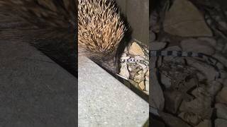 Hedgehog coming in my garden [upl. by Astrahan778]