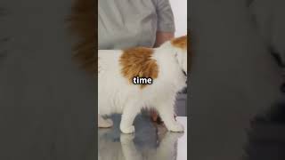 Signs Your Cat Has Roundworms cat catlover catvideos [upl. by Yelkrab606]