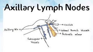 Axillary Lymph Nodes AnatomyPart2 [upl. by Engracia452]