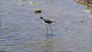 Blacknecked Stilt quotweetweetweetquot call [upl. by Galitea]