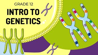 EASY TO UNDERSTAND  INTRO TO GENETICS [upl. by Reiss243]