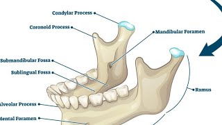 mandible general features  mandible gross anatomy  skull bones [upl. by Sivrad]