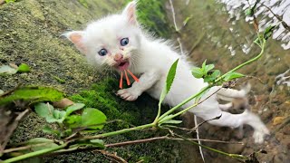 I saw tiny kittens calling for mommy cats I adopted homeless kittens cute cats after being rescued [upl. by Lauralee758]