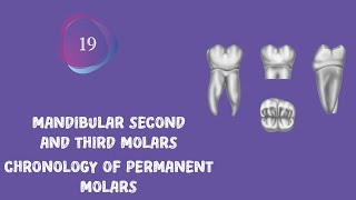 Dental anatomy quotmorphologyquot 19 Mandibular second and third molars amp chronology of permanent molars [upl. by Sydelle]