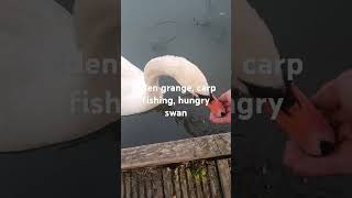 Carp fishing hungry swan [upl. by Mickelson621]