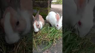 shorts rabbit foryou cuteanimal funny rabbitt houserabbit cutepet [upl. by Leanne]