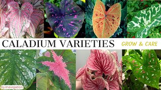 Caladium Plant Varieties Names plus Grow and Care Tips Heart of Jesus GabiGabi Angels Wings [upl. by Yrolam156]