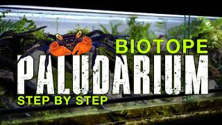 🦀 CREATING A VAMPIRE CRAB BIOTOPE ECOSYSTEM [upl. by Refeinnej]