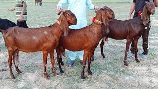 Mashallah Bital Bacho wali Bakrian 03126531165 Altaf goat farm [upl. by Milissa14]