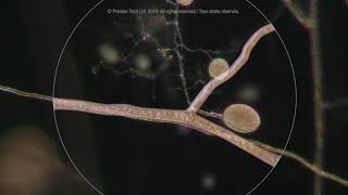 How Mycorrhizae Premier Tech works on the plants root system [upl. by Sanburn]