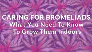 Caring For Bromeliads What You Need To Know To Grow Them Indoors [upl. by Bonne]