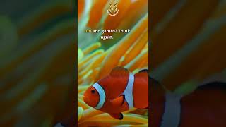 Secrets of Clownfish Hierarchy Revealed  The Animal Explorer shorts [upl. by Gage985]