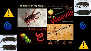 Monsters in your food rice weevil [upl. by Atwater113]