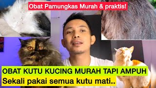 OBAT KUTU KUCING AMPUH BANGET  Obat Kucing Kutuan Ampuh dan murah [upl. by Hamford]