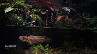 Two years Snakehead Fish Underwater CAVE AQUATERRARIUM [upl. by Noah657]