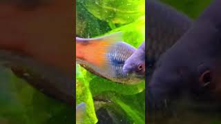 Select Aquatics Odessa Barbs aquarium rainbowfish barbs communityfish plants aquascape fish [upl. by Zusman]