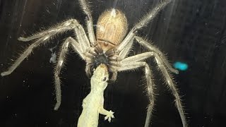 Huntsman Spider Eating Lizard Next To Family Meal [upl. by Earezed643]