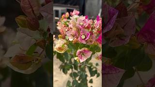 New ID Golden Rao  Bougainvillea Garden  Flowers Bloom  Rare Collection  Tips  grafted  grow [upl. by Beall374]