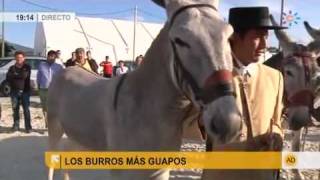 Los burros más guapos [upl. by Dasi470]